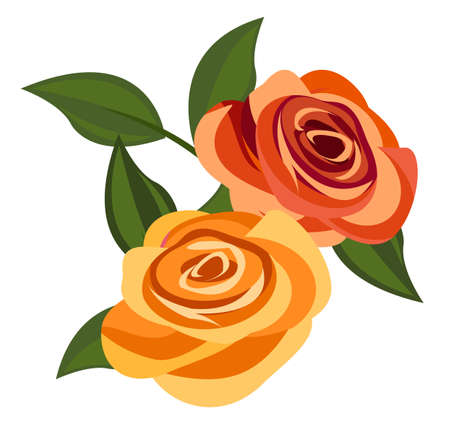 Illustration of roses, isolated on white backgroundのイラスト素材