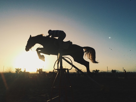 Horse silhouette in sunsetの素材