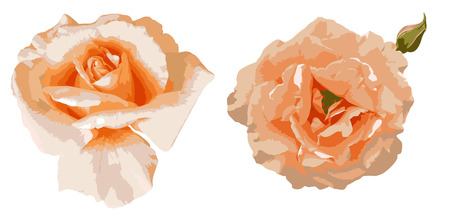 Two beautiful tea roses isolated on white backgroundのイラスト素材
