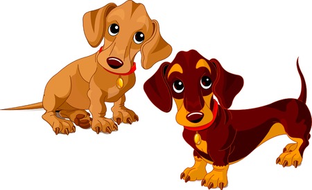 Two isolated dachshunds on the white backgroundのイラスト素材