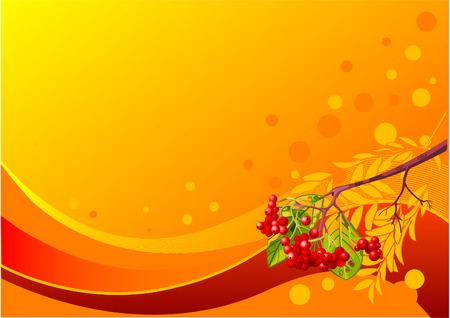 Vector background with mountain ash branchのイラスト素材