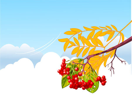 Mountain ash branch branch on blue sky and clouds backgroundのイラスト素材