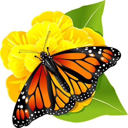 Monarch butterflies on the yellow flowerのイラスト素材