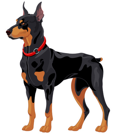 Illustration of fully concentrated guard dog Dobermanのイラスト素材