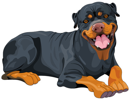 Illustration of beautiful Rottweilerのイラスト素材