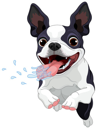 Illustration of cute Boston terrierのイラスト素材