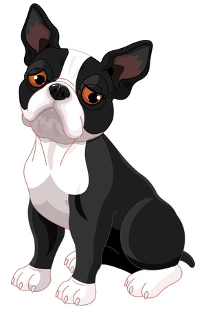 Illustration of sad cute Boston Terrierのイラスト素材