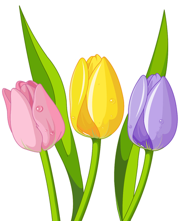 Illustration of bouquet tulips