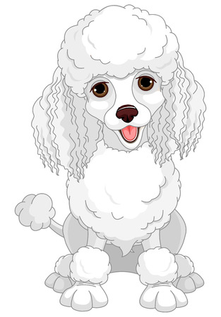 Illustration of chic poodleのイラスト素材