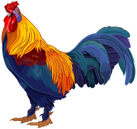 Realistic illustration of red roosterのイラスト素材