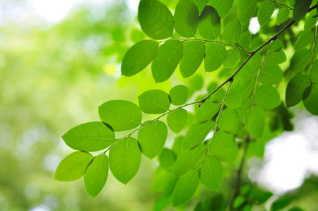 Leaves in the garden is very beautiful
