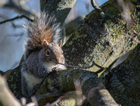 Squirrel in a tree in the woods in London