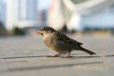 lonely sparrowの写真素材