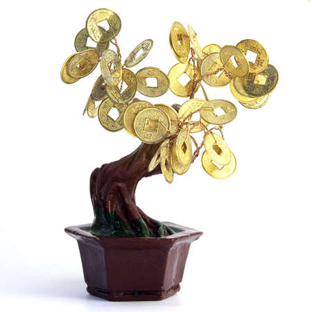 money treeの写真素材