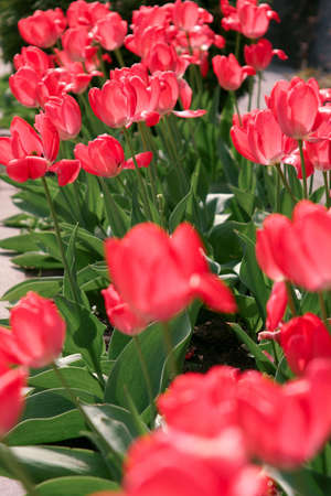tulipsの写真素材