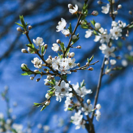 white cherry flower in spring sunny dayの写真素材