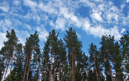 pine forest on the background of blue sky and cloudsの写真素材
