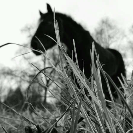 Silhouette of the black horseの素材