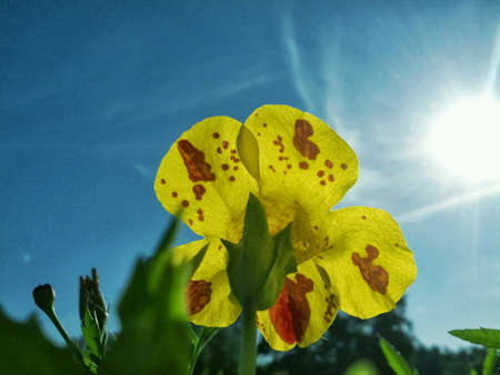 Flowerの素材