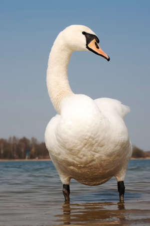 Swan looks reproachfully and issueの写真素材