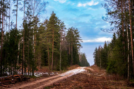 forest winter road through the coniferous forest. spruces, pines, tree cutting.の写真素材