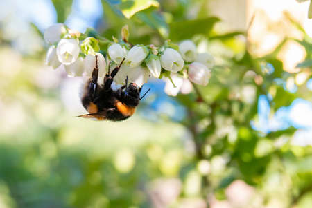 A bumblebee collects nectar from blueberry flowersの写真素材
