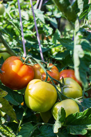 tomatoes ripening on a branch red and greenの写真素材
