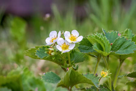 Strawberries (garden strawberries) blooming in springの写真素材