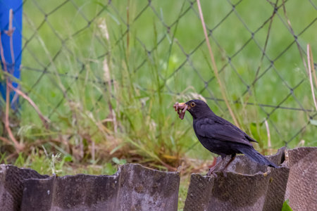 The common blackbird (Turdus merula) is a species of true thrush. It is also called the Eurasian...