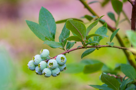 Rripening blueberry berries growing on bush. Blueberries (Vaccinium uliginosum). Bunches of green ripening berries on the branches of a bush. Close. Summer. Juneの写真素材