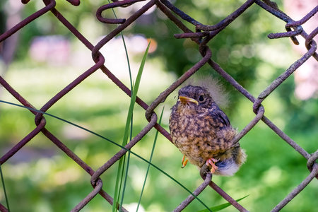 The common redstart chick (Phoenicurus phoenicurus) is sitting on the fence. Serious facial...
