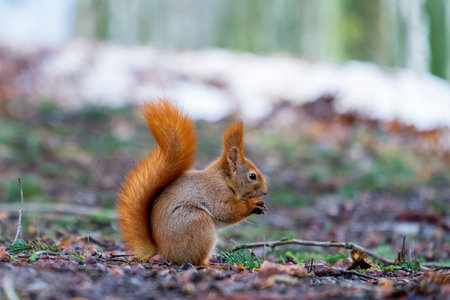 Squirrel (Sciurus) in profile with tail raised eating something