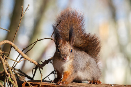 A red squirrel with a fluffy tail looks at the camera. Posingの写真素材