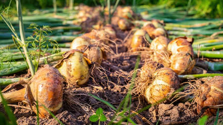 Harvesting onions. Freshly dug golden bulbs lie on the ground in the gardenの写真素材