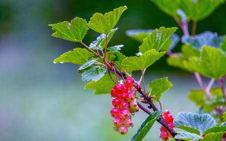 Drops of water on clusters of ripening red currants on a bush after rainの写真素材