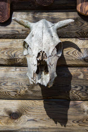 skull of a cow on a wooden wall. front viewの写真素材