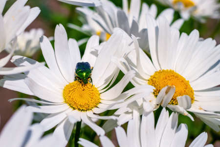 Cetonia aurata (rose chafer or the green rose chafer) on flower marguerite collects nectarの写真素材