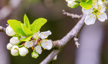 A bee on a plum blossom in spring. Collects nectar