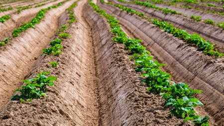 Potato field. Sprouts of young plants appeared from the groundの写真素材