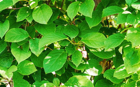 Bright green leaves of Chinese lemongrass. Background image. Greensの写真素材