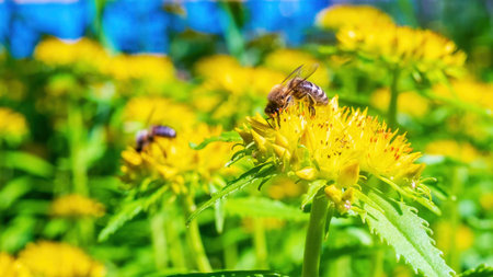 Honey bee on a yellow flower. Sedum