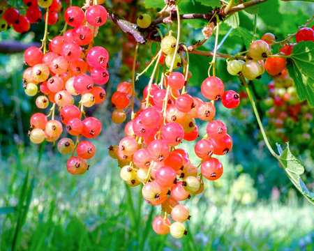 Red currants. Bunches of berries ripen on bush in summer. Close-up