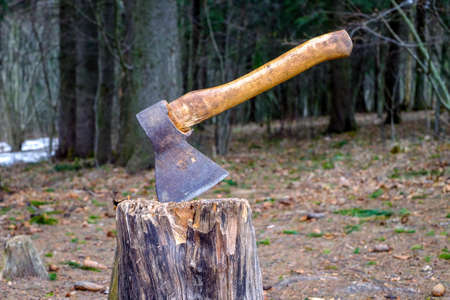 An old axe stuck in a tree stump in the forestの写真素材
