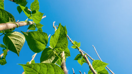 Haricot beans. Bean plants go up to the sky on pillars