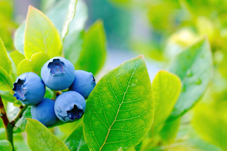 Blueberry. A bunch of ripe berries on a background of green foliage