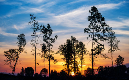 Silhouettes of trees in the forest against the bright dawn sky. Saturated colors.