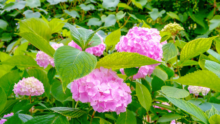 Hydrangea. Pink flowers and green foliage. Bright colors of summer