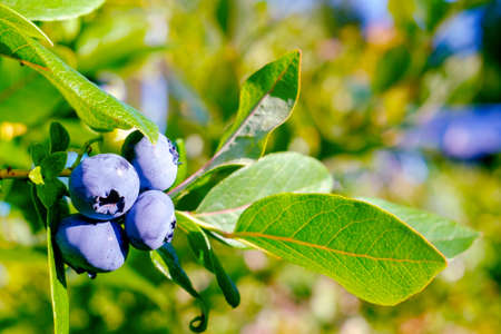 Blueberry. Dark blue large berries close-up and green foliageの写真素材