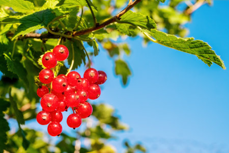 Red currant. A bunch of berries on a background of green foliage and blue sky. Close-upの写真素材