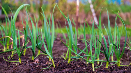 Garlic. Young garlic sprouts in the spring bedの写真素材